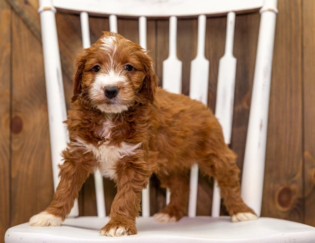 Yak came from Aspen and Milo's litter of F1 Goldendoodles