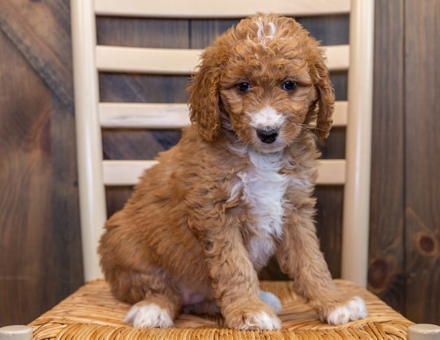 A picture of a Lily, one of our Mini Goldendoodles puppies that went to their home in Colorado
