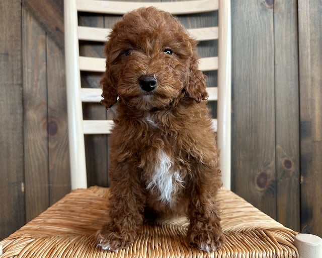 A picture of a Sassy, one of our Petite Poodles puppies that went to their home in Minnesota