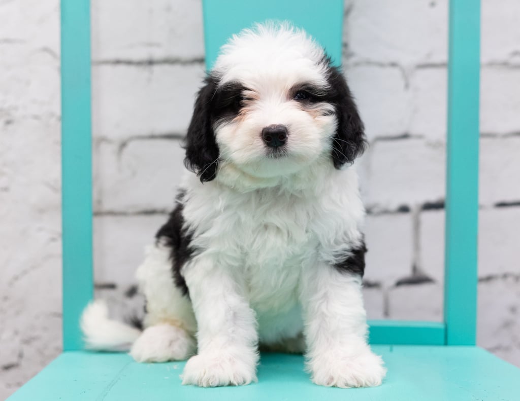 Skylar is an F1 Sheepadoodle that should have  and is currently living in Texas