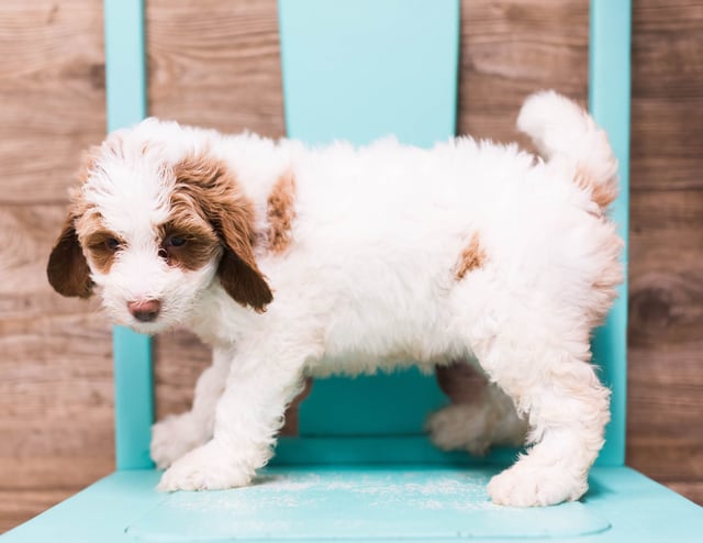 Dolly is an F1B Goldendoodle that should have  and is currently living in Nebraska