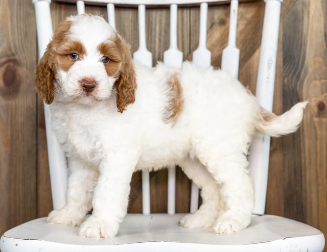 Offie came from Paisley and Offie's litter of F1BB Goldendoodles