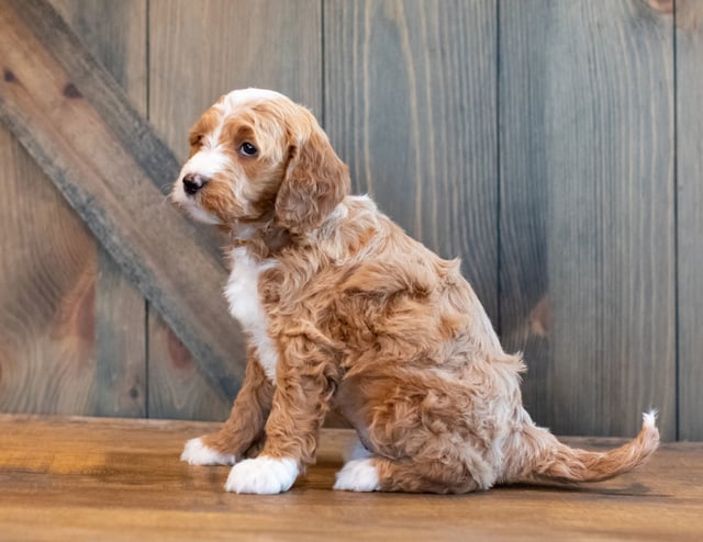 Heidi is an F1B Goldendoodle that should have  and is currently living in Nebraska