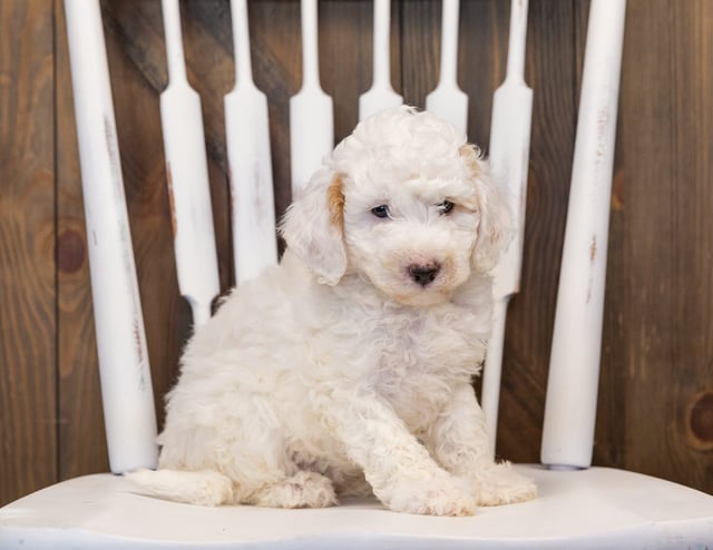 A picture of a Hiedi, one of our Mini Sheepadoodles puppies that went to their home in Montana