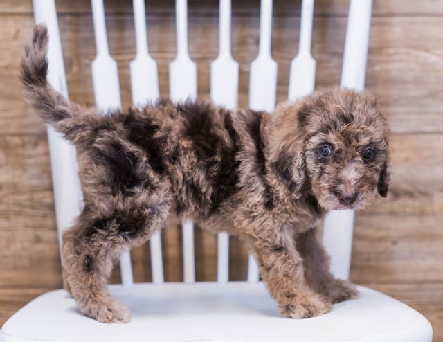 Addie is an F1B Goldendoodle that should have  and is currently living in Wisconsin 