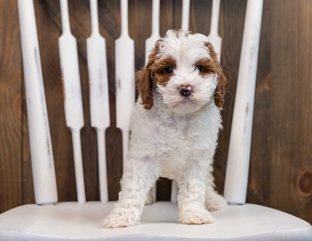 Betsy came from Paisley and Milo's litter of F1B Goldendoodles