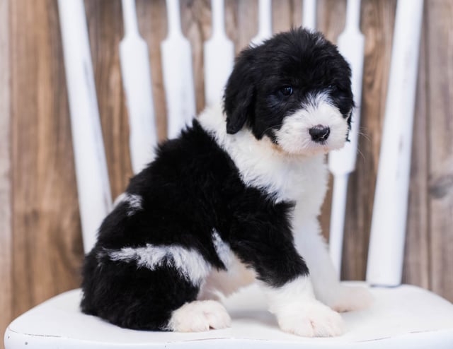 A picture of a Elva, one of our Standard Sheepadoodles puppies that went to their home in Illinois