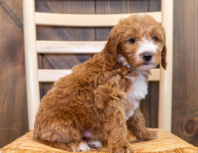 A picture of a Kyle, one of our Mini Goldendoodles puppies that went to their home in Iowa