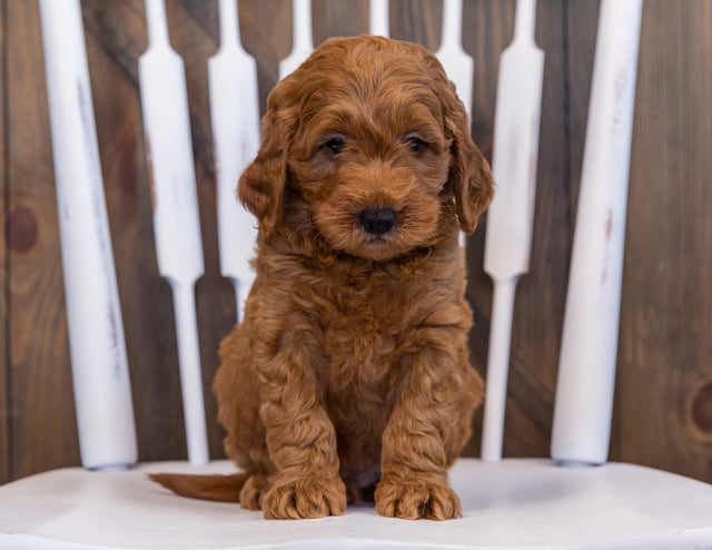 Dawson came from Berkeley and Teddy's litter of F2B Goldendoodles