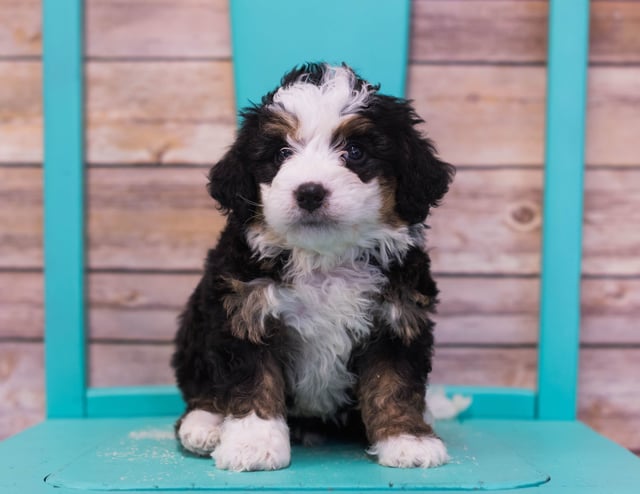 A picture of a Luka, one of our Mini Bernedoodles puppies that went to their home in Florida