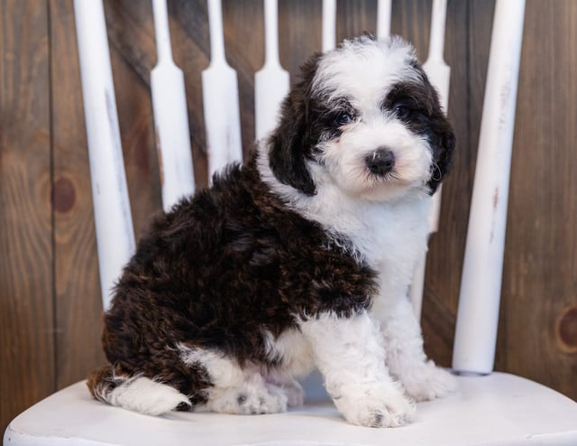 A picture of a Eddie, one of our Mini Sheepadoodles puppies that went to their home in Illinois 