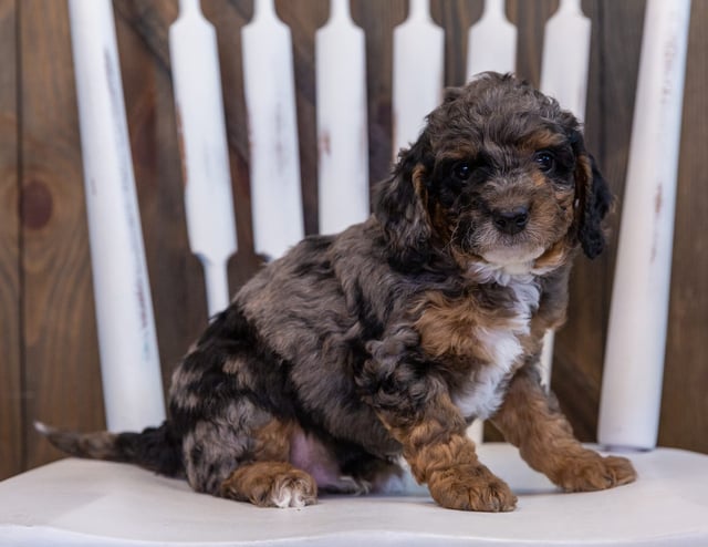 A picture of a Fin, one of our Petite Bernedoodles puppies that went to their home in Nebraska