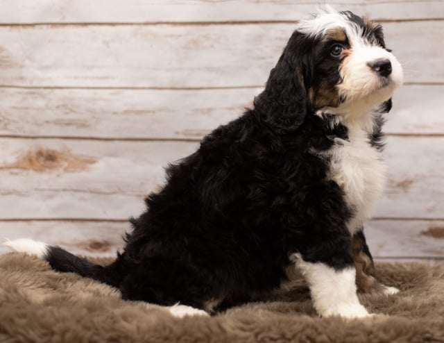A picture of a Ivy, a gorgeous Standard Bernedoodles for sale