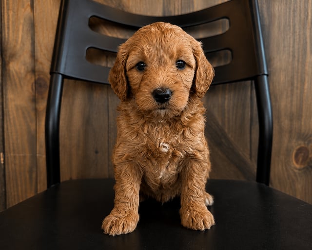 A picture of a Edison, a gorgeous Mini Goldendoodles for sale