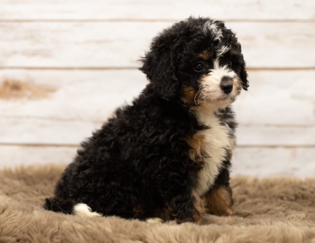 Nasa came from Willow and Stanley's litter of F1 Bernedoodles
