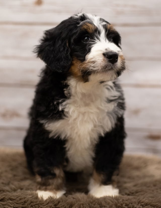 Icon came from Kiaya and Bentley's litter of F1 Bernedoodles