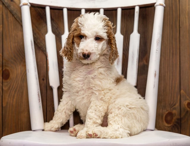 Ziva is an F1B Goldendoodle that should have  and is currently living in New York
