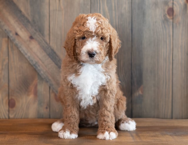 Xant came from Dallas and Scout's litter of F1B Goldendoodles