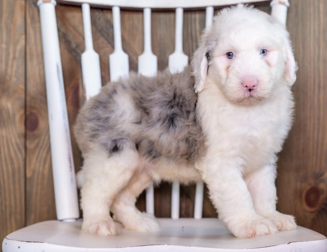 Nate is an F1 Sheepadoodle that should have  and is currently living in Florida
