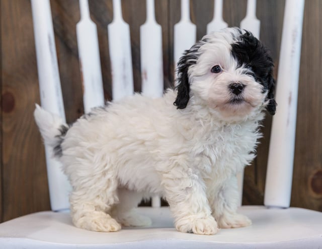 A picture of a Lucy, one of our Petite Sheepadoodles puppies that went to their home in Illinois