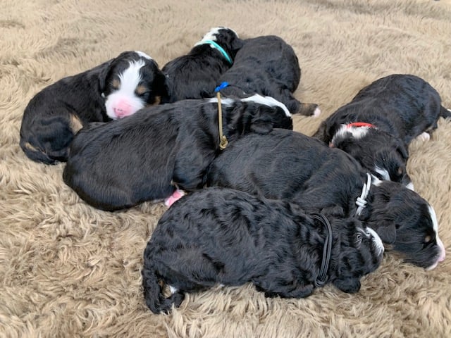 Bernedoodles bred in in Iowa by Poodles 2 Doodles