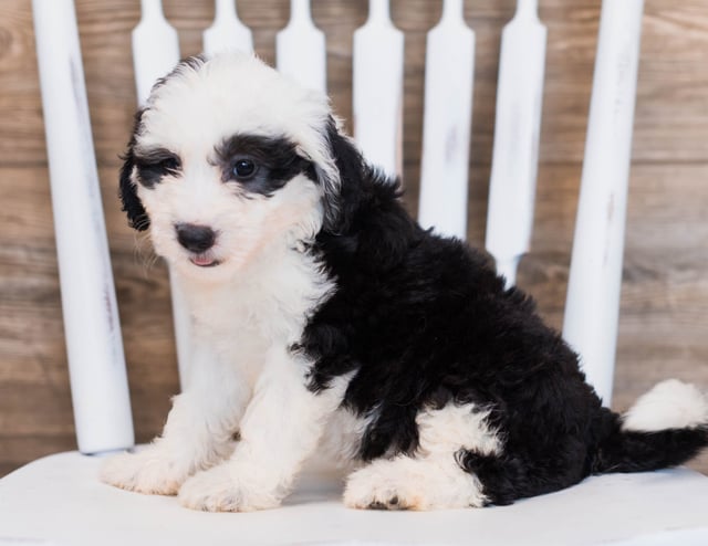 Cherry is an F1 Sheepadoodle that should have  and is currently living in Utah