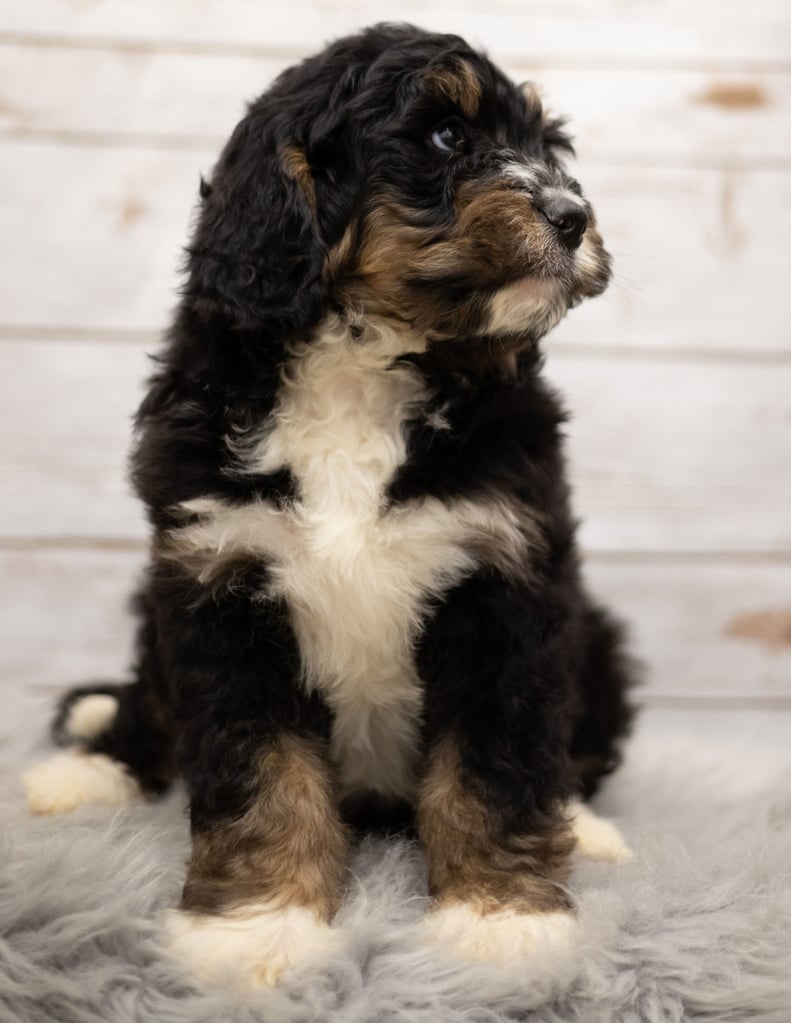 A picture of a Iggy, one of our Standard Bernedoodles puppies that went to their home in Missouri