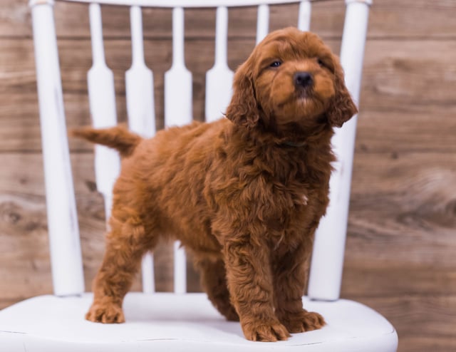 Ulek came from Jinx and Taylor's litter of F1 Irish Doodles