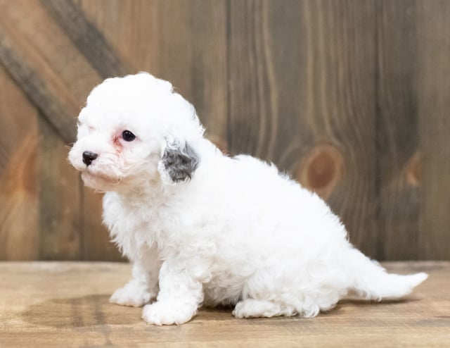 A picture of a Chewy, one of our Petite Cavapoos puppies that went to their home in South Dakota 