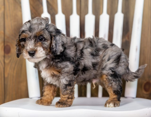 Toby came from Raven and Ozzy's litter of F1BB Bernedoodles