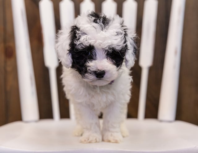 Winona came from Gabby and Stanley's litter of F1B Sheepadoodles