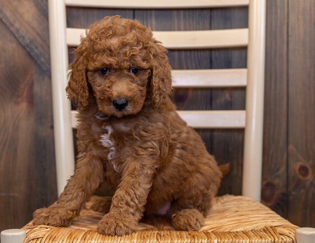 This litter of Goldendoodles are of the F1B generation.