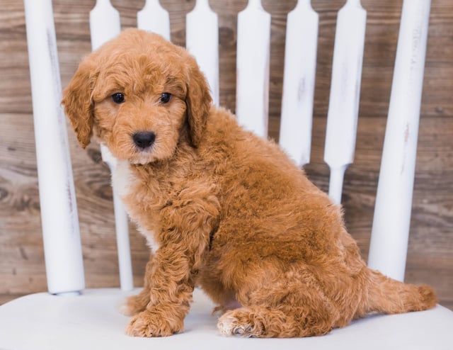 Ripley came from Jazzy and Rugar's litter of F1 Goldendoodles