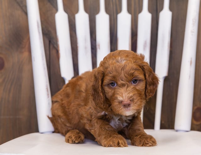 A picture of a Uso, one of our Mini Goldendoodles puppies that went to their home in Minnesota