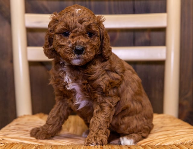 Bonnie is an F2B Goldendoodle that should have  and is currently living in California