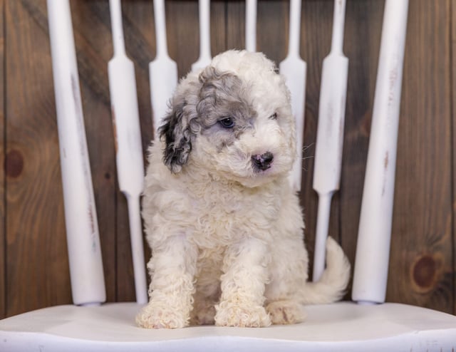 Hunter came from Hunter and Grimm's litter of F1B Sheepadoodles