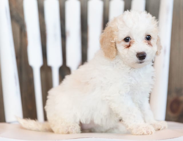 A picture of a Iris, one of our Mini Sheepadoodles puppies that went to their home in Iowa 