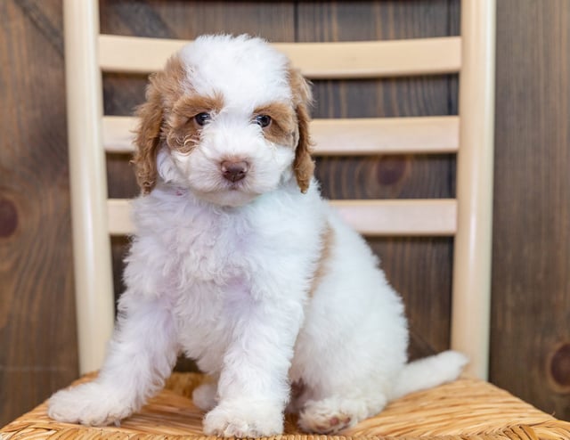 Ollie is an F1B Goldendoodle that should have  and is currently living in Iowa