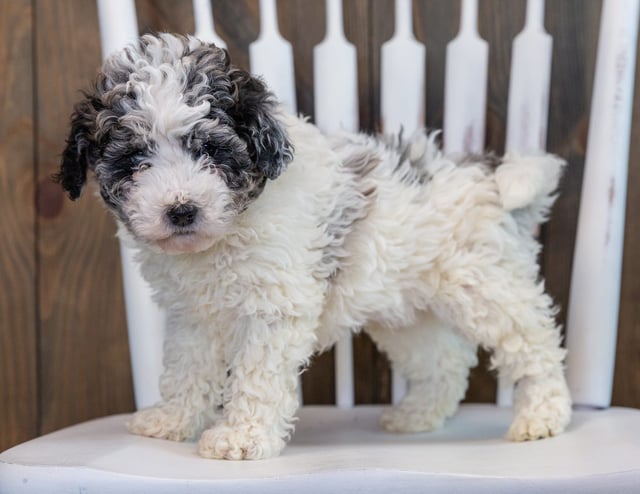 Lola is an F1BB Sheepadoodle that should have  and is currently living in California