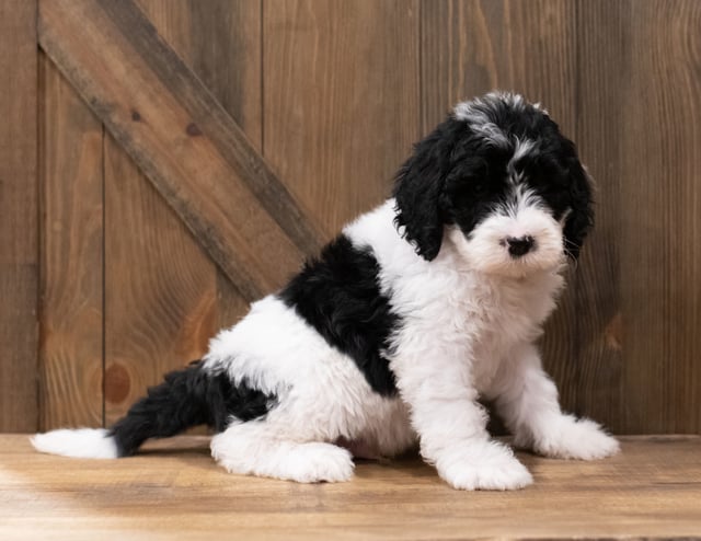 Zander is an F1 Sheepadoodle that should have  and is currently living in Virginia
