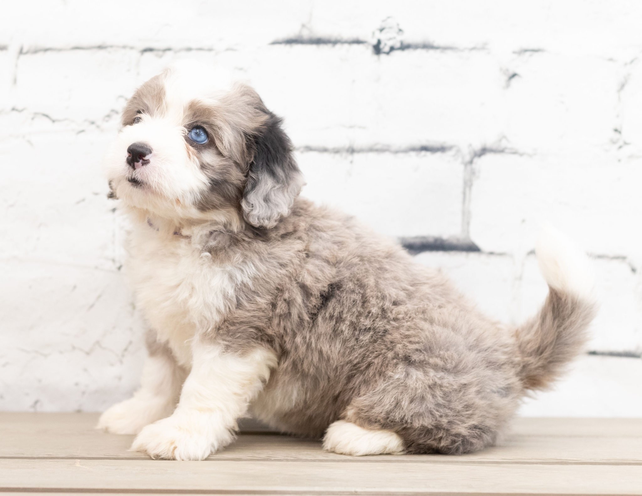 A litter of Mini Bernedoodles raised in Iowa by Poodles 2 Doodles