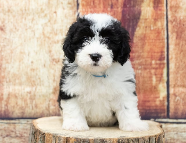 A picture of a Uda, one of our Mini Sheepadoodles puppies that went to their home in Alaska