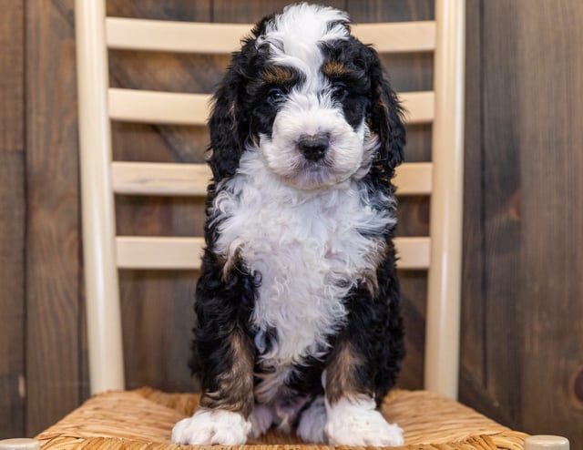 XXX is an F1 Bernedoodle that should have  and is currently living in Iowa