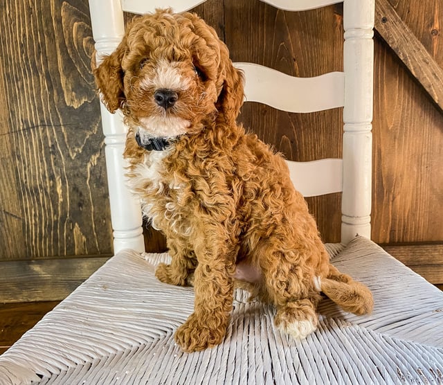 Roman is an F1BB Goldendoodle that should have  and is currently living in Arkansas
