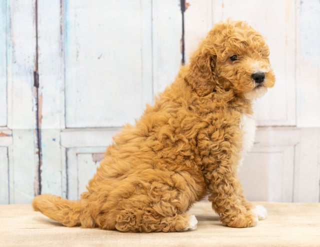 Volt came from Candice and Teddy's litter of F1BB Goldendoodles