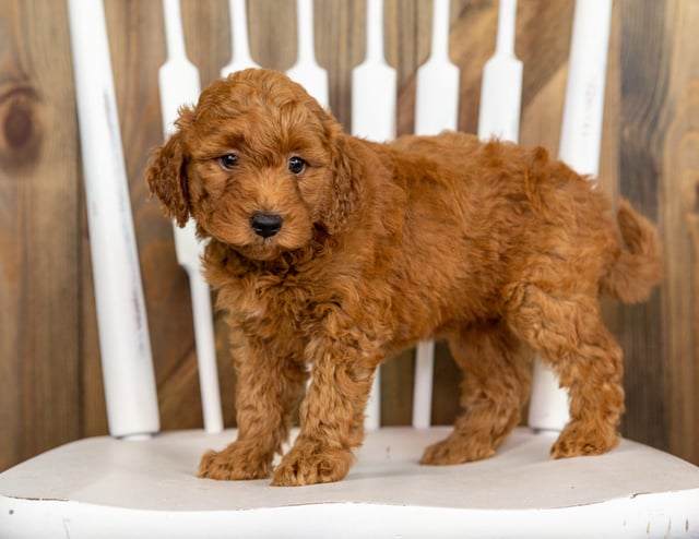 Poppy is an F1B Goldendoodle that should have  and is currently living in Illinois