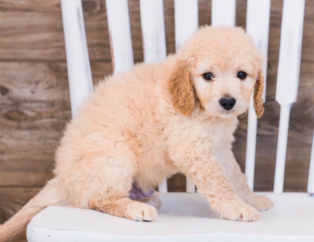 Volt is an F1 Goldendoodle that should have  and is currently living in Florida