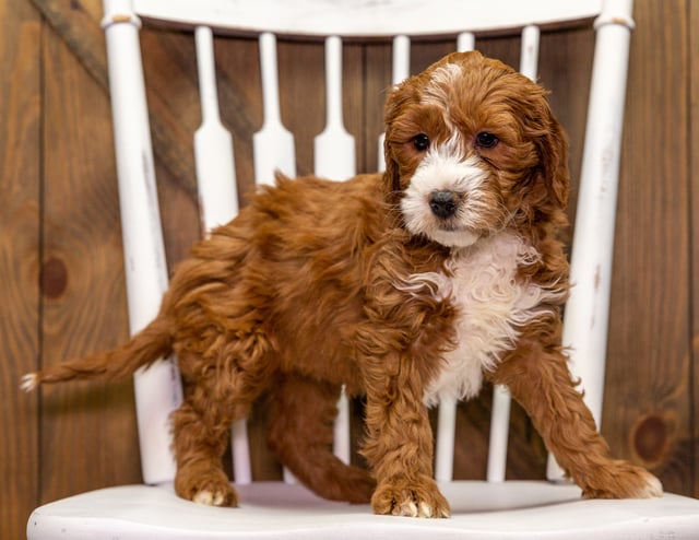 A picture of a Yoda, a gorgeous Mini Goldendoodles for sale