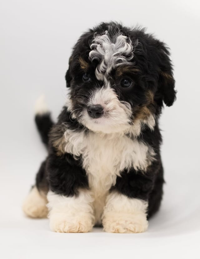 A picture of a Bibi, a gorgeous  Bernedoodles for sale