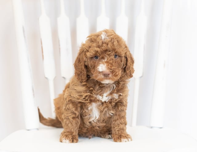 Another pic of our recent Goldendoodle litter